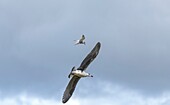 Common tern attacking a gull
