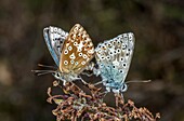 Mating pair of chalk-hill blue butterfly