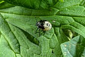 Young nymph of green shieldbug