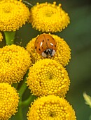 Adult harlequin ladybird