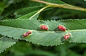 Willow redgall sawfly galls