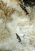 Atlantic salmon migrating