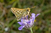 Male silver-spotted skipper butterfly