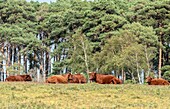 Red cattle grazing in the New Forest, Hampshire, UK