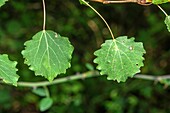 Leaves of common aspen (Populus tremula)