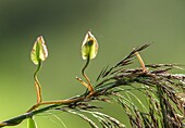 Hedge bindweed (Calystegia sepium)