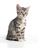 Grey tabby kitten, Bengal and British cross shorthair kittens, 5-week-old