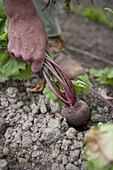 Harvesting beetroot by hand