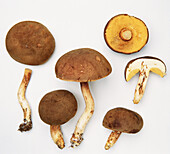 Yellow-cracking bolete mushroom