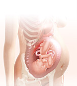 Embryo in the womb at 40 weeks, illustration