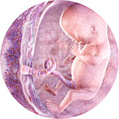 Embryo in the womb at 12 weeks, illustration