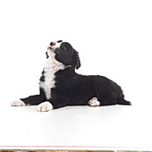 Black and white sheepdog puppy, 7-week-old