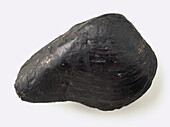 Swamp clam fossil
