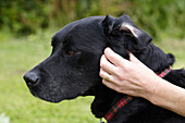 Owner rubbing Labrador's ear