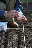 Sowing seeds direct into vegetable bed