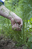 Taking branches off fennel plant