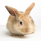 Young dwarf lop rabbit, 4-week-old
