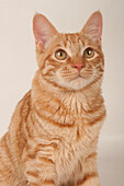 Kurilian shorthair cat