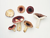 Verdigris russule mushroom
