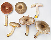 Underside of dark-scaled mushroom