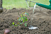 Watering a planted rose cutting