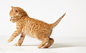 British shorthaired cross kitten