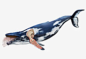 Whale fin bone structure, illustration