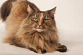 Norwegian forest cat