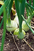 Onion 'Hi Keeper' in soil