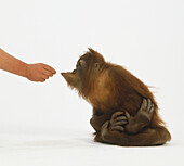Orang-utan extending its lower lip towards hand