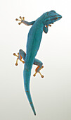 Turquoise dwarf gecko