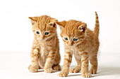 Two ginger British shorthaired cross kittens
