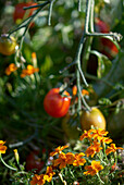 Tomato plant (Solanum lycopersicum) and tagetes