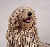 Head of komondor