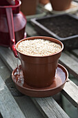 Sowing watercress seeds