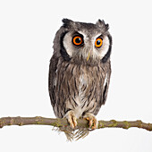 Young southern white-faced owl