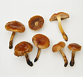 Charcoal scale-head mushroom