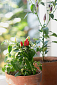 Chilli pepper plant on windowsill