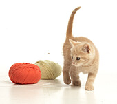 Kitten with two balls of wool