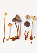 Stainer mushroom