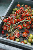 Harvested cherry tomatoes on the vine
