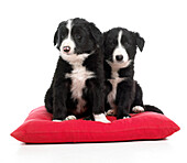 Two black and white sheepdog puppies