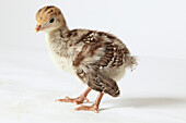 Turkey chick