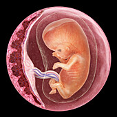 Foetus at 10 weeks, illustration