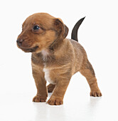 Jack Russell Lakeland terrier cross puppy