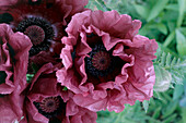 Oriental poppy (Papaver orientale 'Patty's plum')