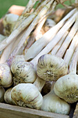 Freshly harvested garlic bulbs