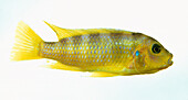 Male kenyi cichlid