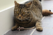 Tabby cat playing with toy mouse