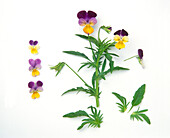 Wild pansy (Viola tricolor)